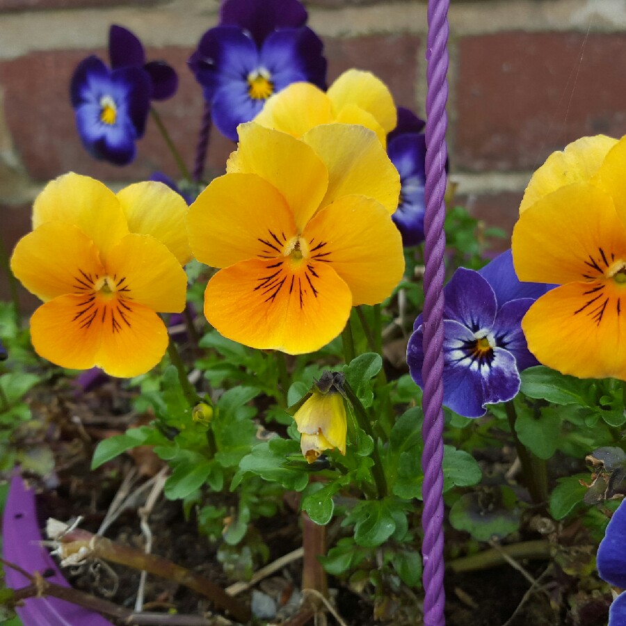 Plant image Viola cornuta 'Rocky Mickey'