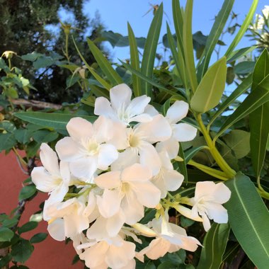 Nerium oleander