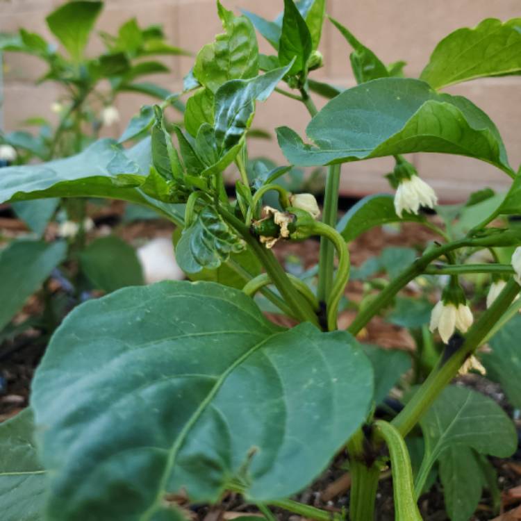 Plant image Capsicum Annuum 'Mammoth Jalapeno Pepper'