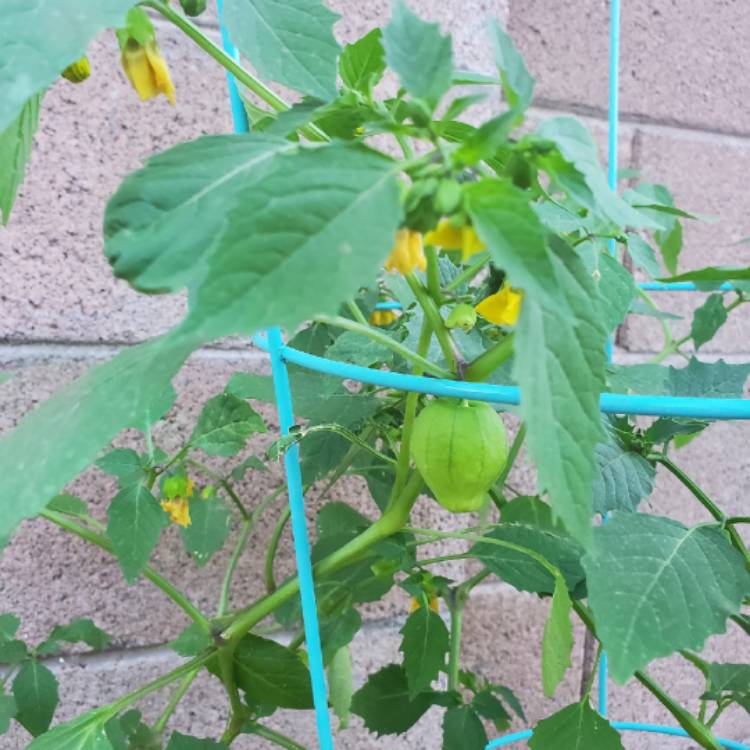 Plant image Physalis philadelphica 'Verde'