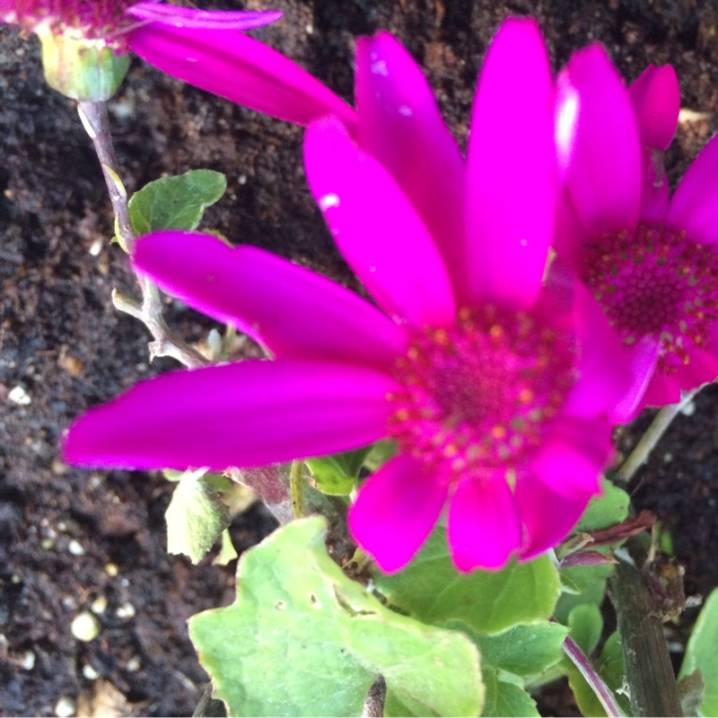 Florist's Cineraria 'Senetti Magenta'