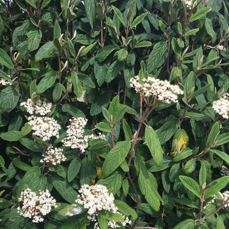 Plant image Viburnum rhytidophyllum