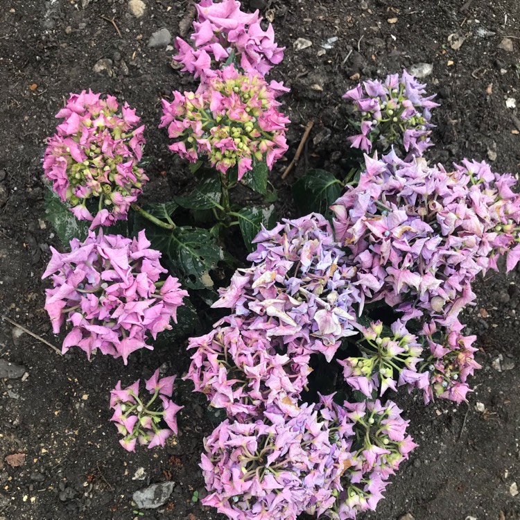 Plant image Hydrangea Macrophylla 'Monmar'