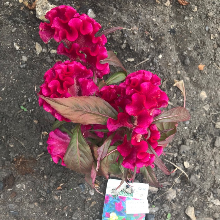 Plant image Celosia cristata 'Dracula'