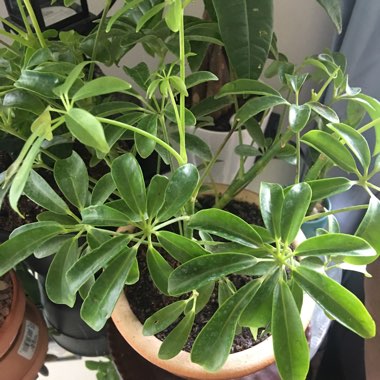 Queensland umbrella tree