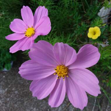 Cosmos 'Sonata Pink Blush'