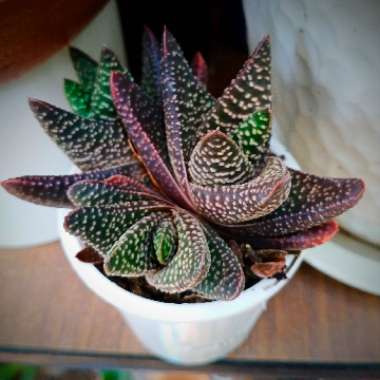 Gasteria Okavango