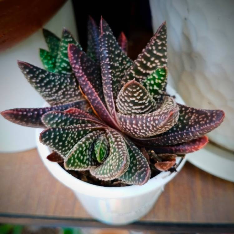 Plant image Gasteria Okavango