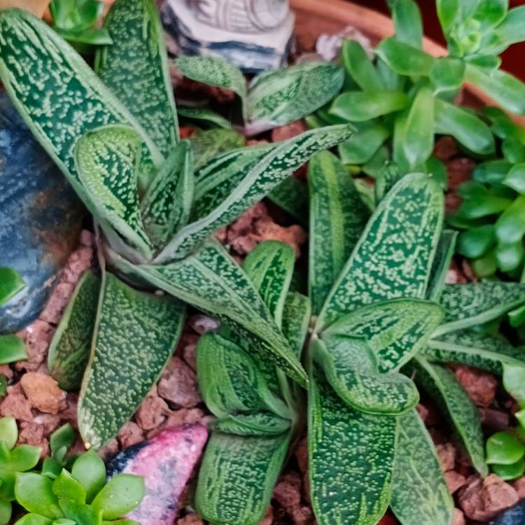 Plant image Gasteria 'Little Warty'