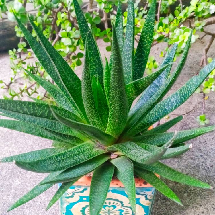 Plant image x Gasteraloe beguinii