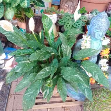 Spathiphyllum 'Domino'