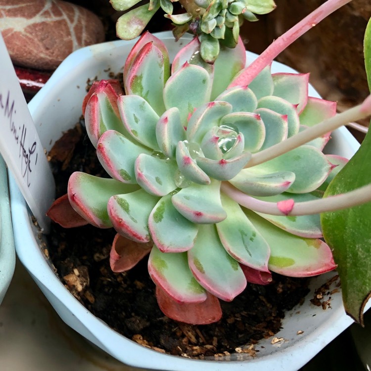 Plant image Echeveria Nanahukumini