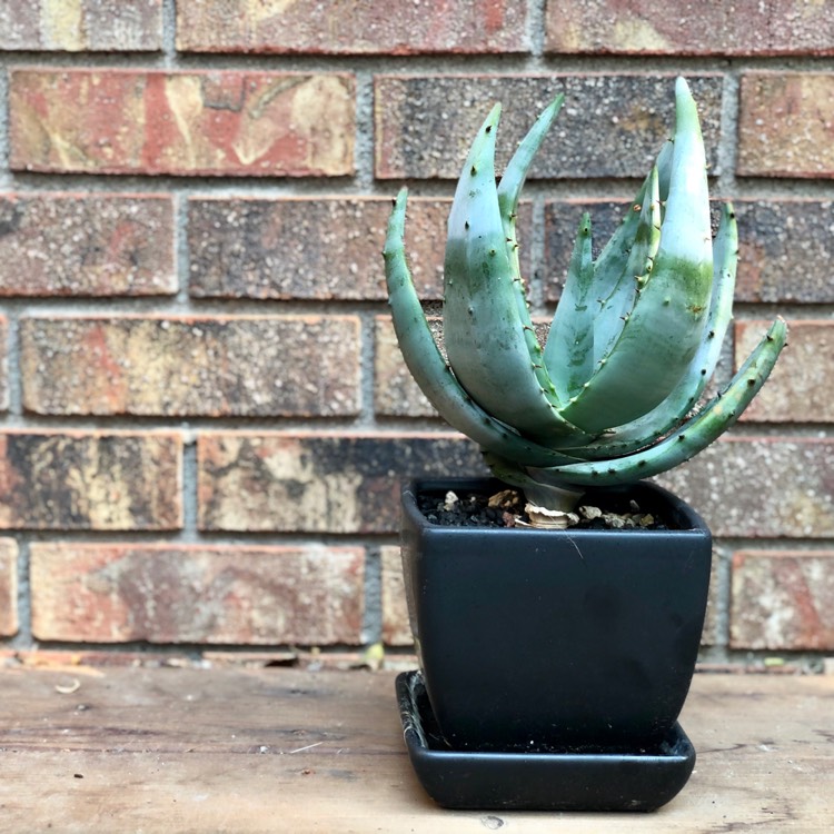 Plant image Aloe aculeata 'Black Thorns'