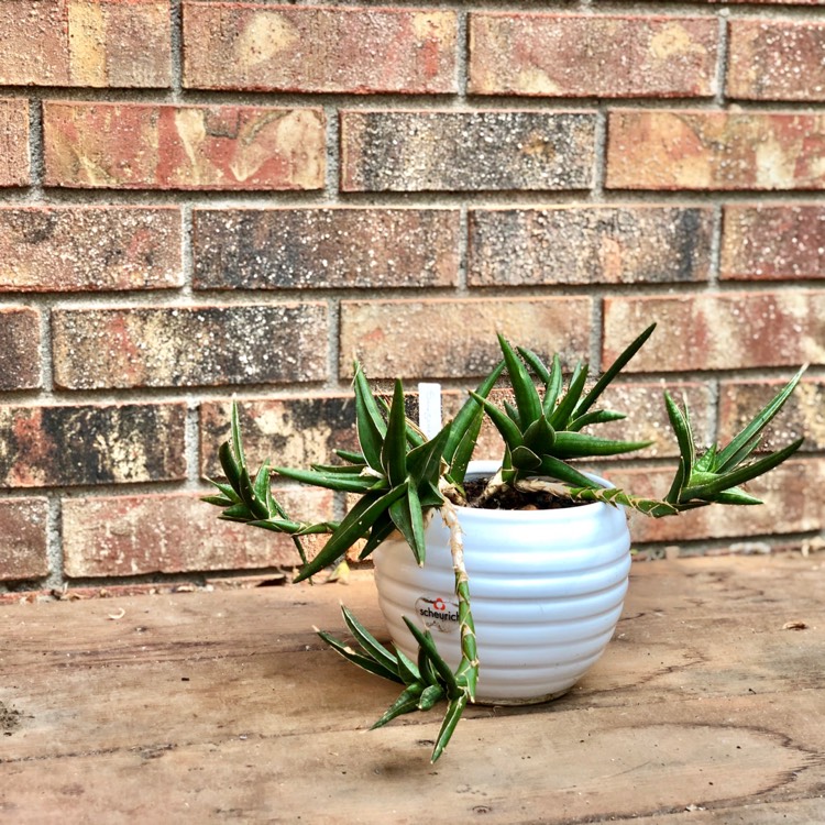 Plant image Sansevieria pinguicula