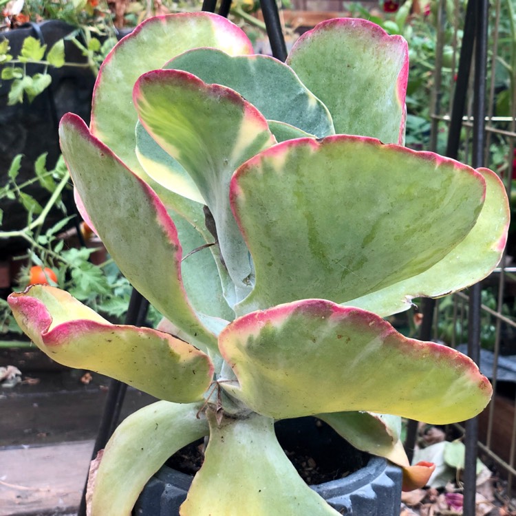 Plant image Kalanchoe Luciae 'Fantastic'