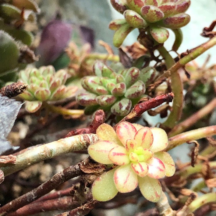 Plant image Aeonium Sedifolium Variegated