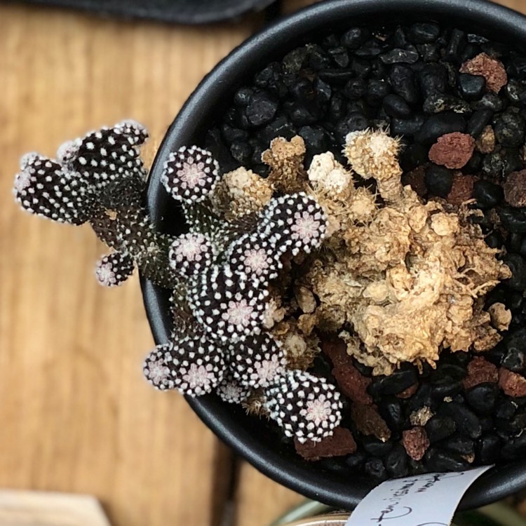 Plant image copiapoa tenuissima f. monstruosa