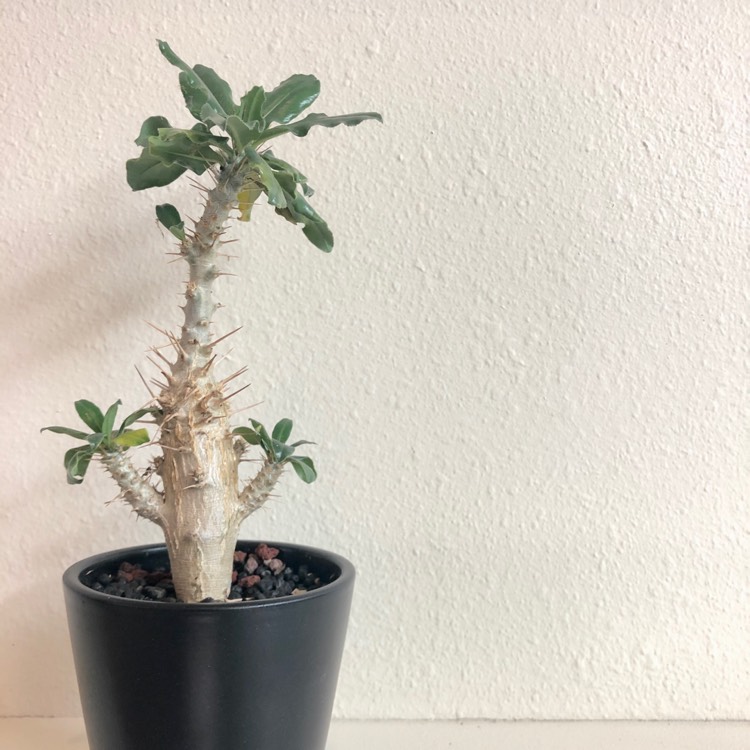 Plant image Pachypodium lealii