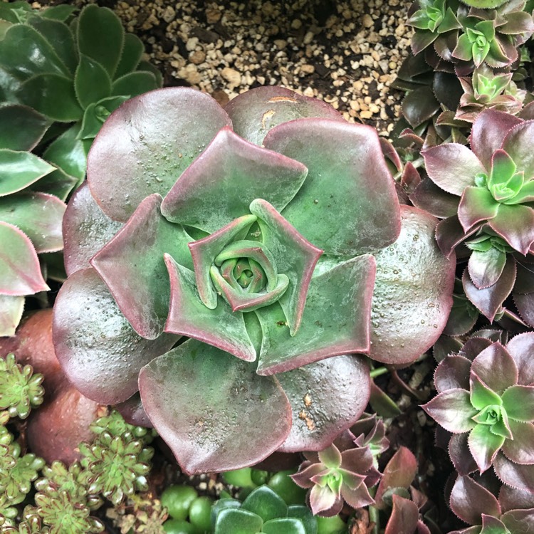 Plant image Aeonium Nobile