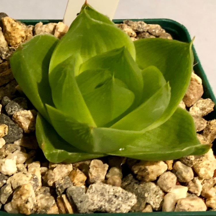 Plant image Haworthia mirabilis