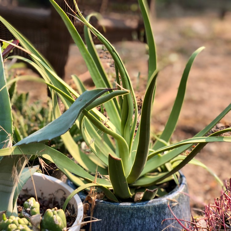 Plant image Agave bracteosa