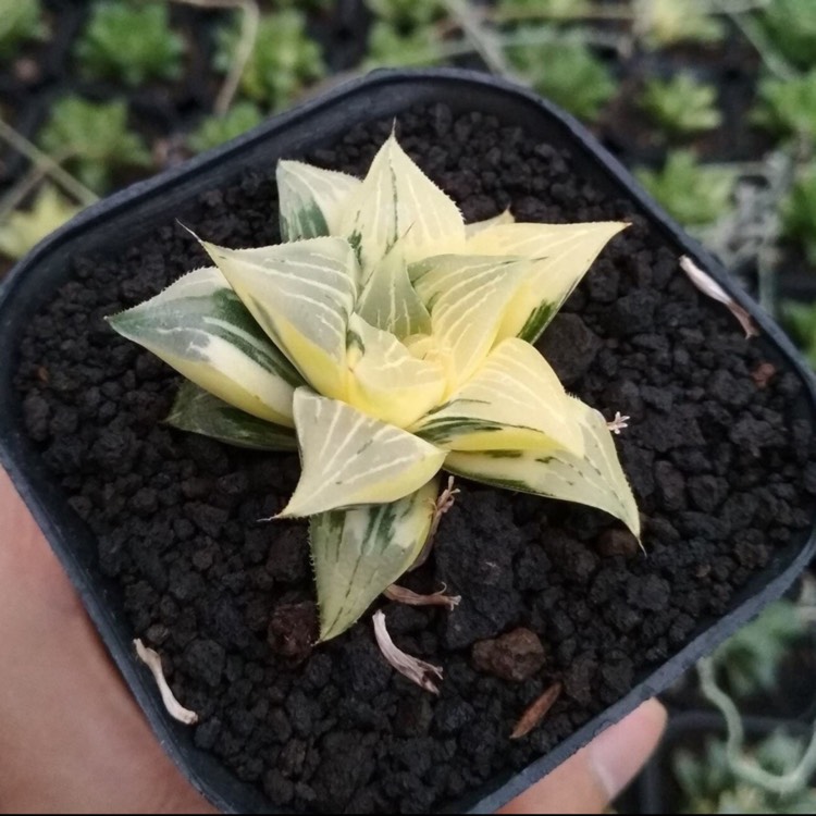 Plant image Haworthia Magnifica Variegated