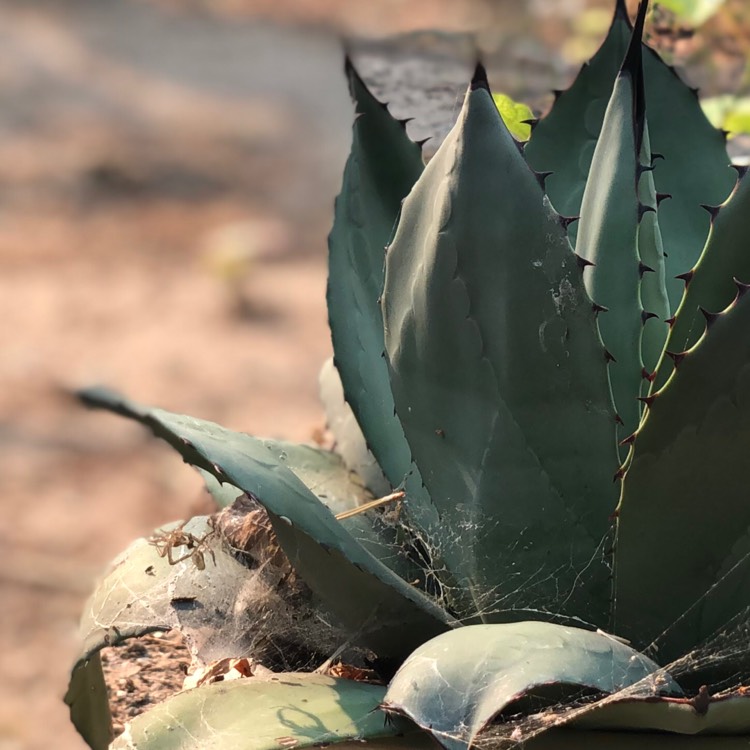 Plant image Agave parryi var. 'Truncata'