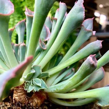 Echeveria Trumpet Pinky 