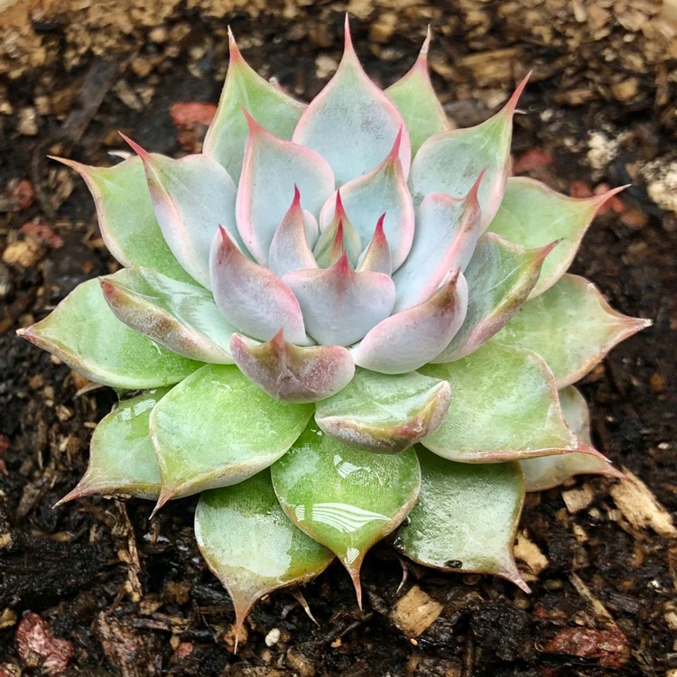 Plant image Echeveria Mexicensis