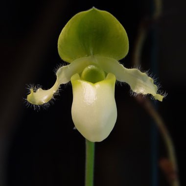 Paphiopedilum 'Pinocchio Green'