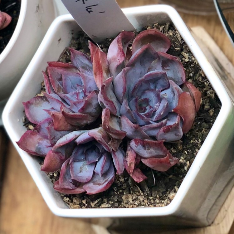 Plant image Echeveria Dark Ice