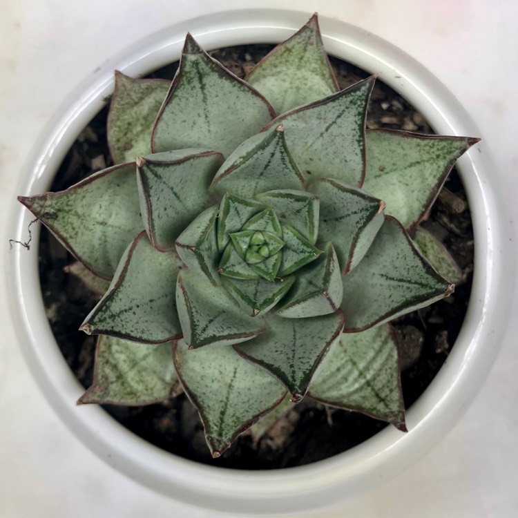 Plant image Echeveria Purpusorum White Form