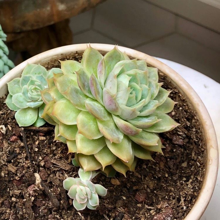 Plant image Echeveria Onslow