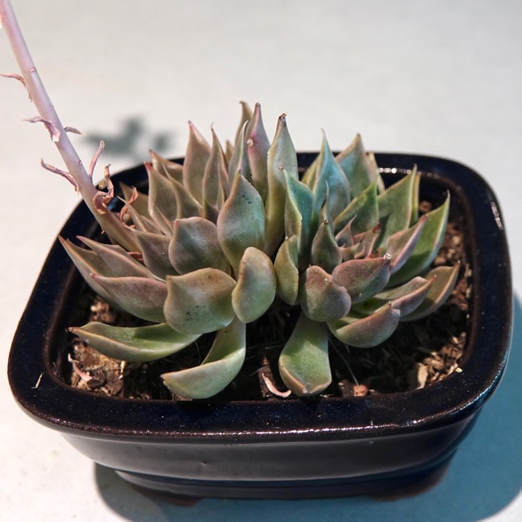 Plant image Echeveria Mensa