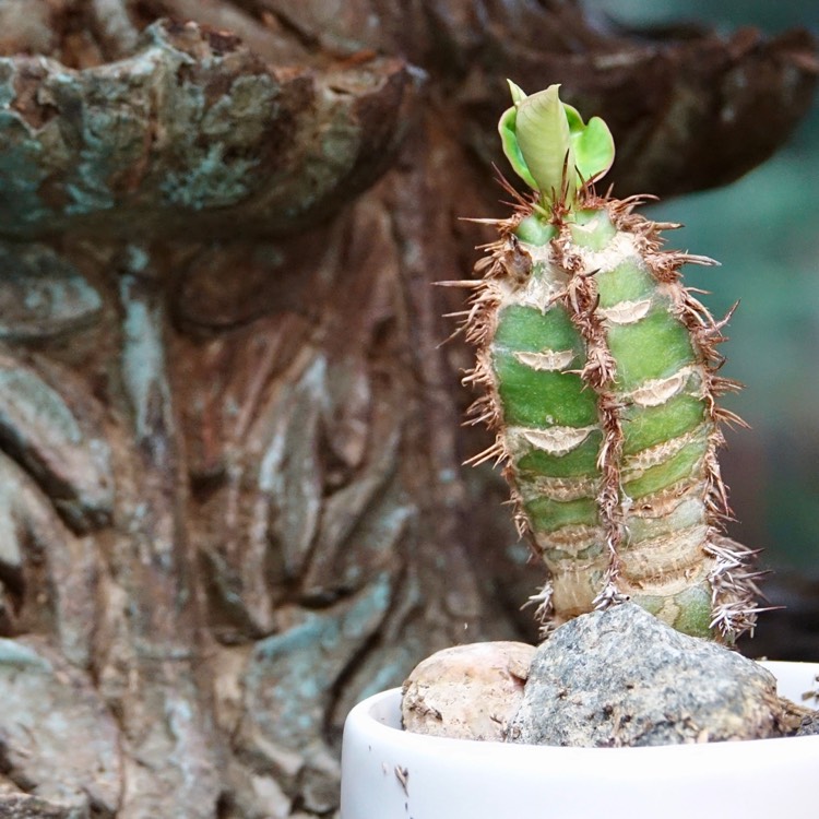 Plant image Euphorbia neohumbertii