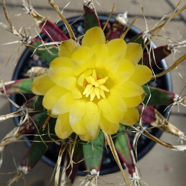 Leuchtenbergia Principis