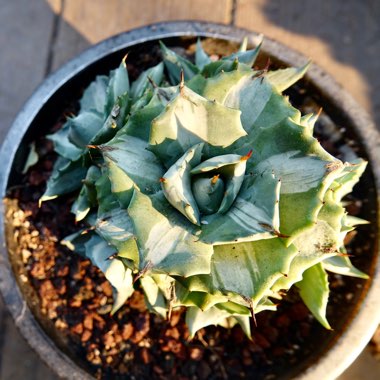 Agave Isthemsis ‘ Ohi Raijin Fukurin Nishiki