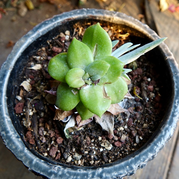 Plant image Dudleya brittonii