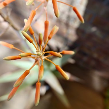 Aloe Striata