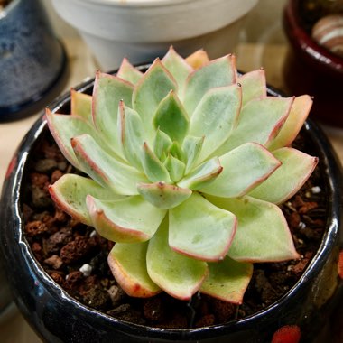 Echeveria Strictiflora var. Nova