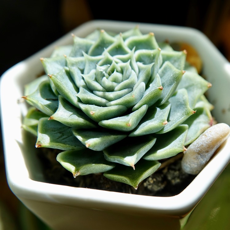 Plant image Echeveria Hyalina