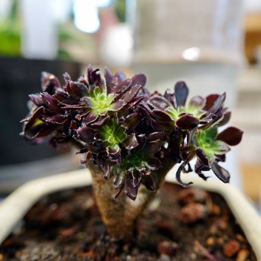 Aeonium atropurpureum v. crested