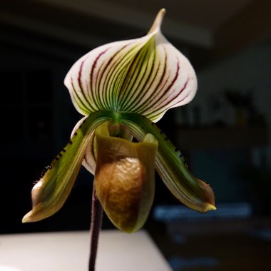 Paphiopedilum Robert de Veer x Lawrenceanum ‘a'