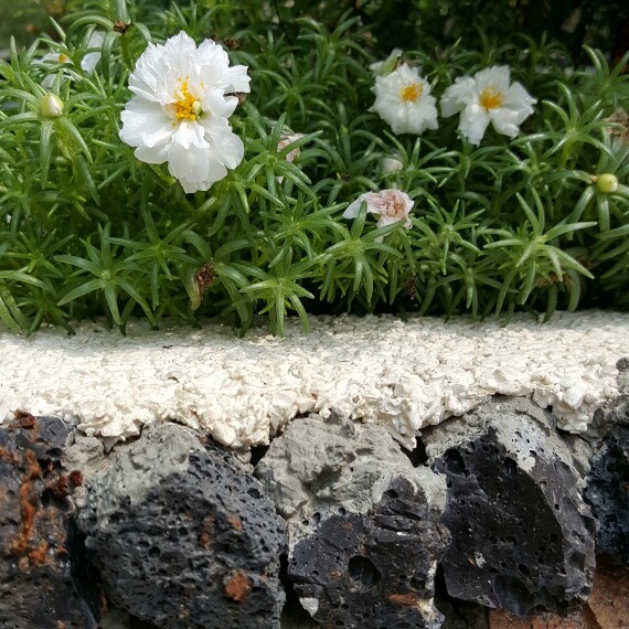 Plant image Portulaca grandiflora 'White'