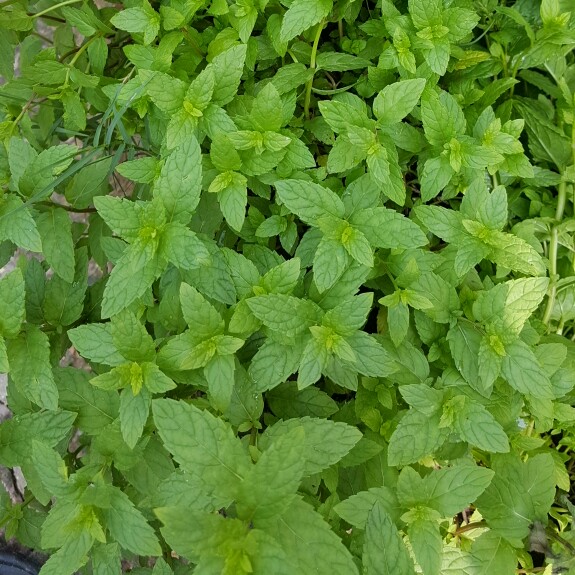 Corn Mint