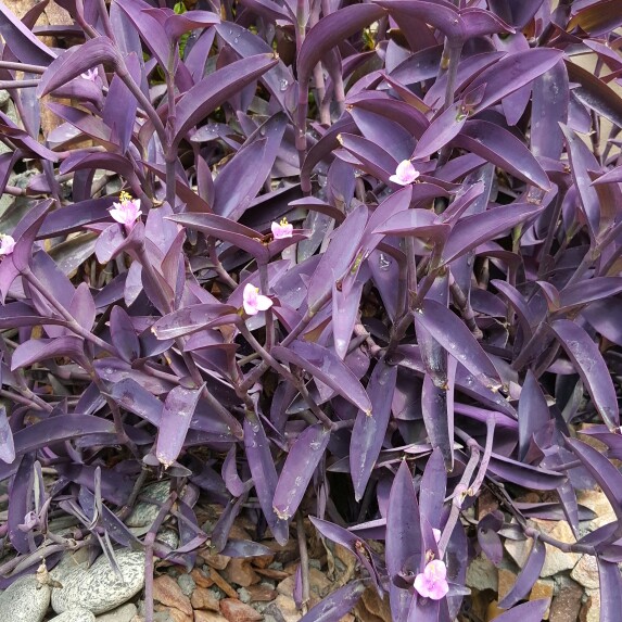 Tradescantia pallida 'Purpurea' syn. Tradescantia pallida 'Purple Heart ...