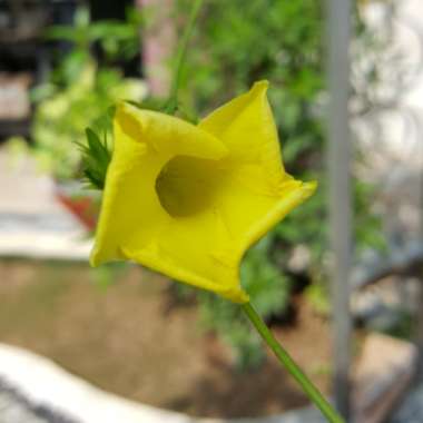 Golden Trumpet Vine