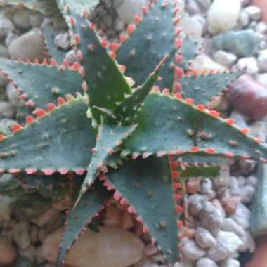 Aloe 'Christmas Sleigh'