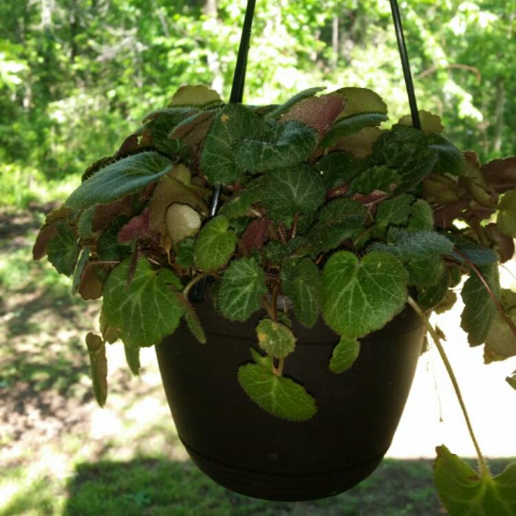 Plant image Saxifraga stolonifera