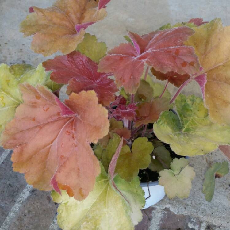 Plant image Heuchera 'Southern Comfort'